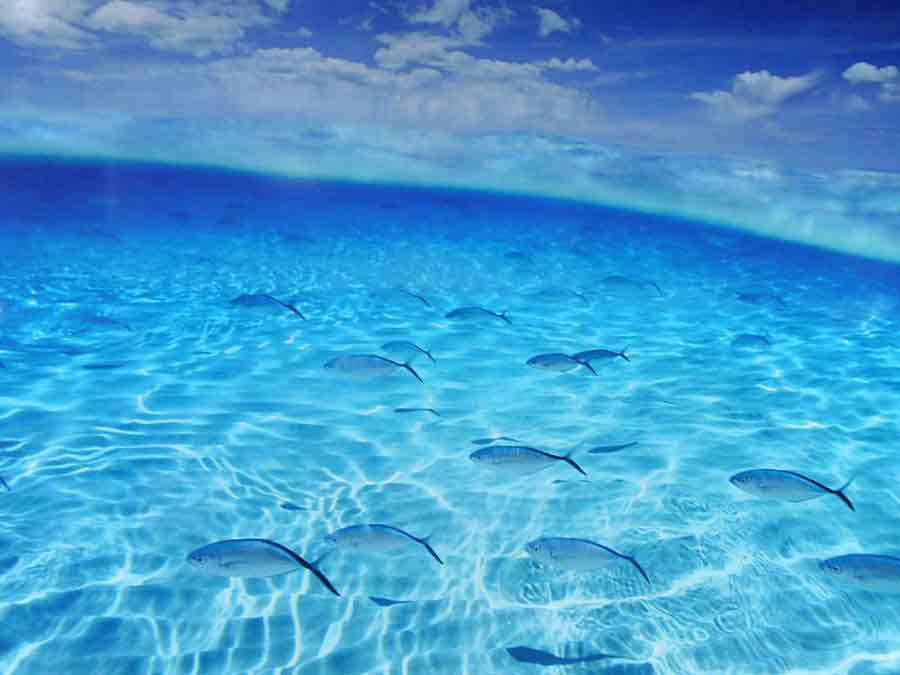 Поверхность воды тихого океана. Подводный мир. Подводный мир океана. Прозрачная вода в океане. Подводный океан.