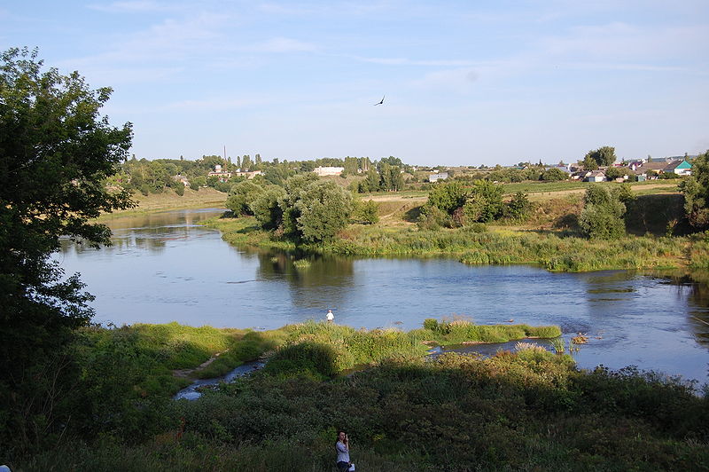 Сосна на берегу реки фото