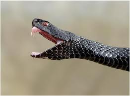 Черная Водяная Змея - животное символ Нового Года 2013.