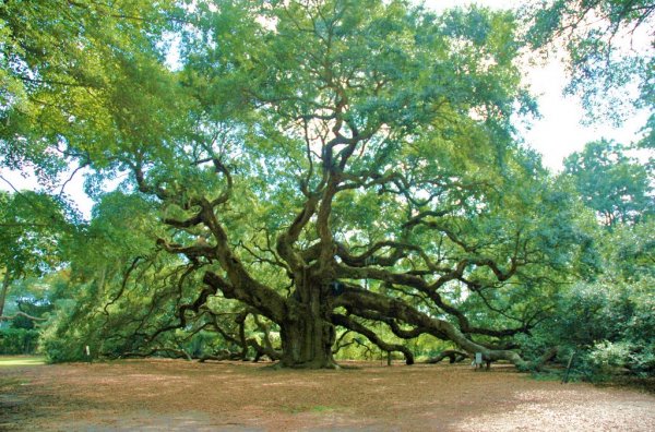 Самые старые дубы на земле: Тысячелетний дуб Максима Железняка, Запорожский дуб, дуб Ангел в США и Мамврийский дуб.