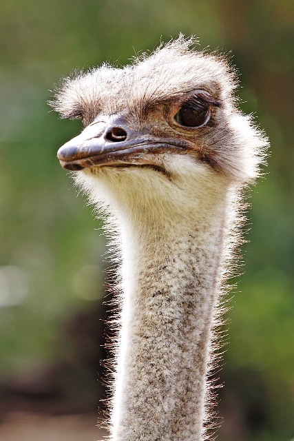 Ostrich - melbourne zoo