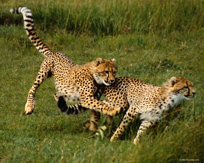 Гепард - животное красной книги: описание, фото, картинки, видео про жизнь  гепардов. Какова его скорость. - webmandry.com