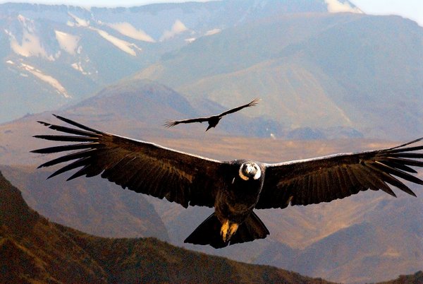 Кондор птица фото и описание размеры