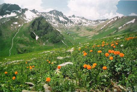 Растение алтайского края фото и описание