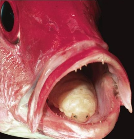 Parazit ryba jazyk - Parazit ryba jazyk