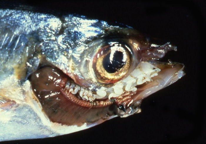 Язык у рыбы фото - самая полная информация о языке у рыб на фотографиях