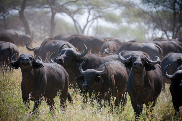 охота львов на буйволов в дикой природе