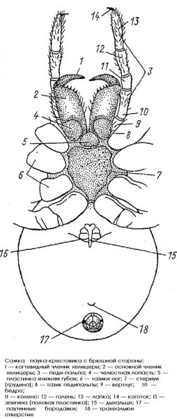 Внешнее строение паука крестовика рисунок с подписями