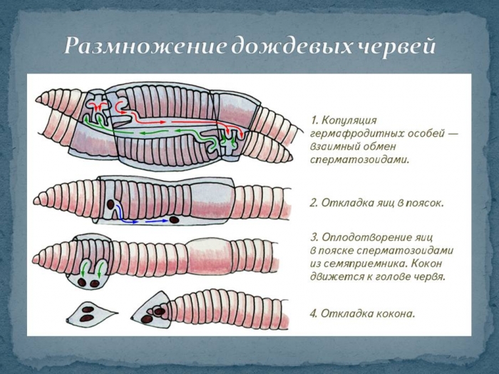 Черви внутри человека фото