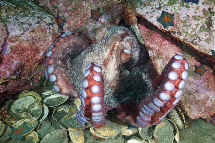 Гигантский осьминог фото