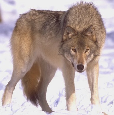 Степной волк фото