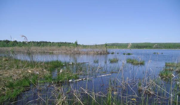 Адрес оз. Чекалинское озеро Ульяновская. Песчаное озеро Ульяновск.